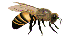 honeybee